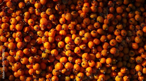  Natural, realistic sea buckthorn seeds