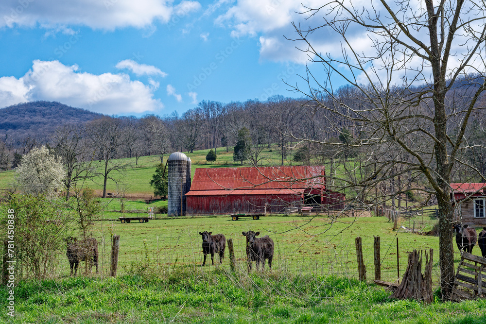 Obraz premium Black cows on a farm