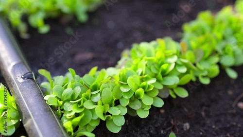 lettuce plants grown in a home garden, in a garden bed, using biological methods. An automated drip irrigation system has been installed. Home gardening concept