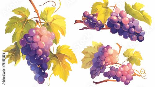 Conjunto de uvas roxas no fundo branco - Ilustração photo