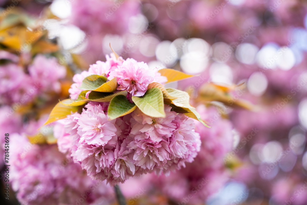 Fototapeta premium cerisier dans un parc