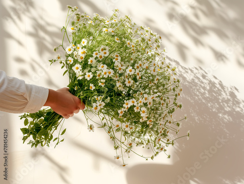 A man's hand holding a large bouquet of daisy flowers, against sunlit white wall with shadows. Flowers from the garden for birthday, anniversary, midsummer celebration.