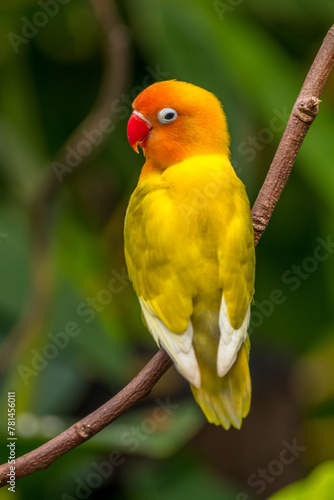 A lovebird (Agapornis) is a type of parrot. There are nine species. They are a social and affectionate small parrot. 