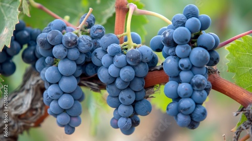 Close up of blue grapes on vine
