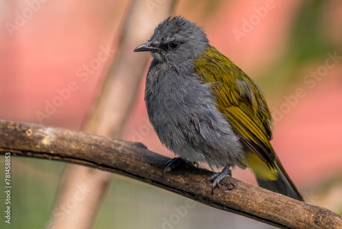 The grey-bellied bulbul (Ixodia cyaniventris) is a species of songbird in the bulbul family. It is found on the Malay Peninsula, Sumatra and Borneo. photo