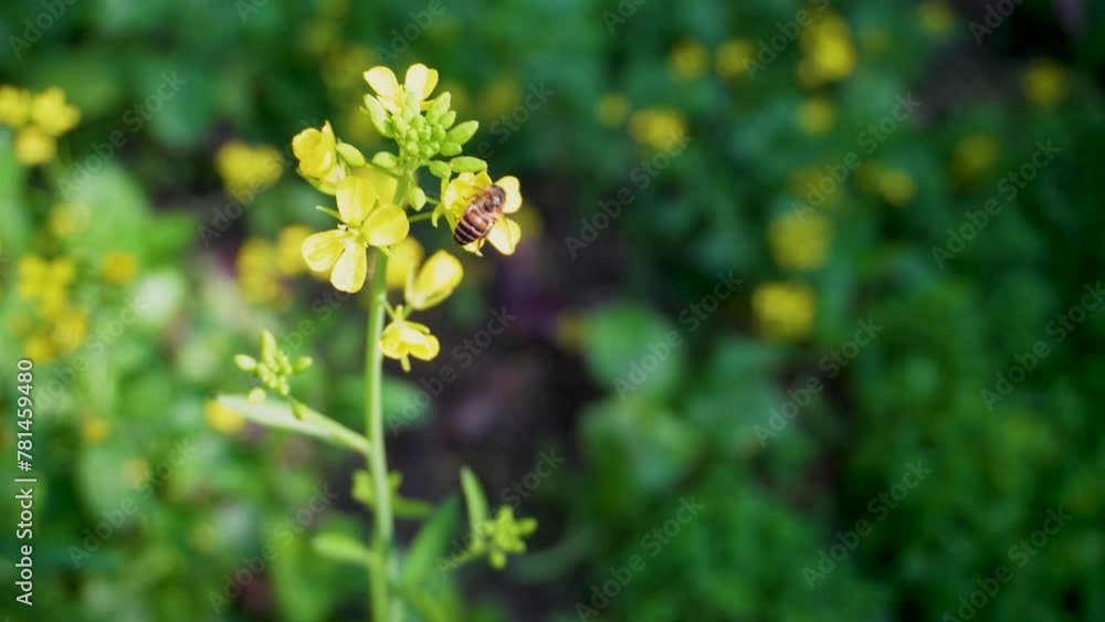 Apis cerana indica, Indian honey bee, hovering over yellow flowers collecting pollens during bee season. Experience nature's harmony in an organic Indian garden and meadows Apis cerana indica, Indian honey bee, hovering over yellow flowers collecting pollens during bee season. Experience nature's harmony in an organic Indian garden and meadows