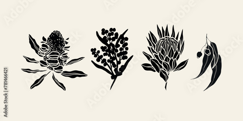 Flat vector Australian flowers. Banksia seed pod, wattle, protea, eucalyptus