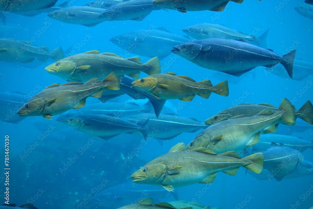 Cods (Gadus morhua) and saithes (Pollachius virens) fish in the Atlantic Sea Park in Alesund, Norway.