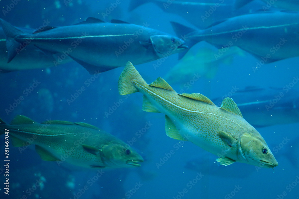 Cods (Gadus morhua) and saithes (Pollachius virens) fish in the Atlantic Sea Park in Alesund, Norway.