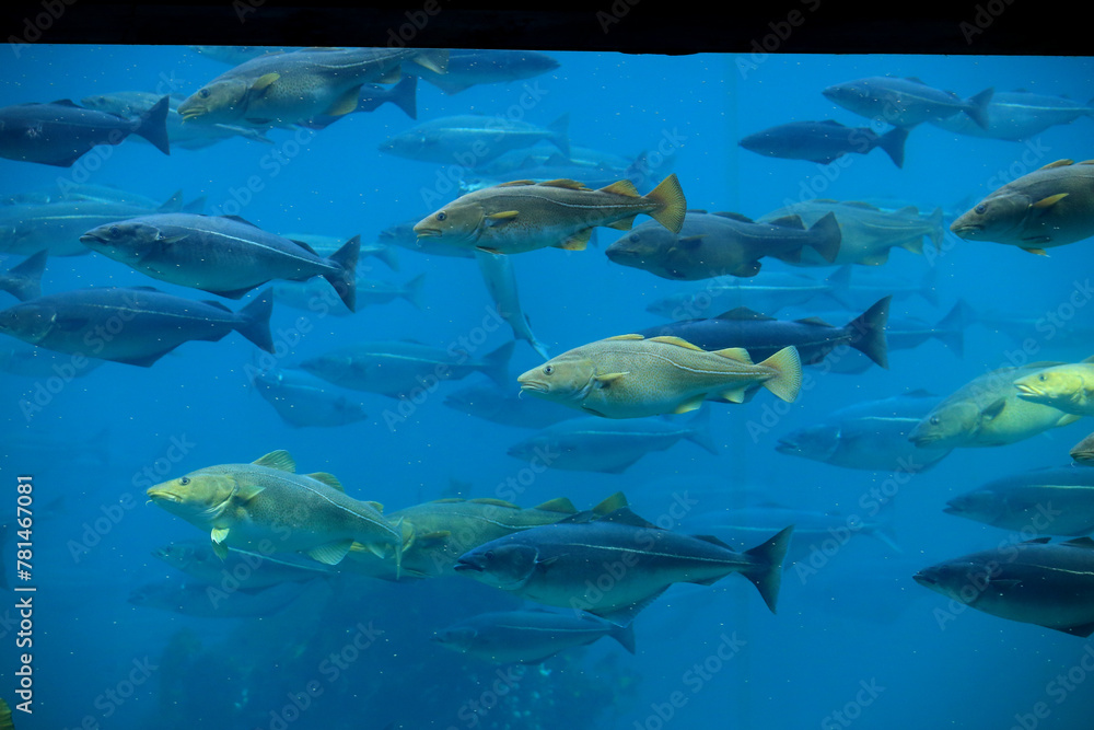Fototapeta premium Cods (Gadus morhua) and saithes (Pollachius virens) fish in the Atlantic Sea Park in Alesund, Norway.