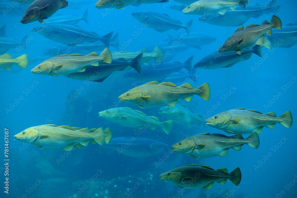 Cods (Gadus morhua) and saithes (Pollachius virens) fish in the Atlantic Sea Park in Alesund, Norway.
