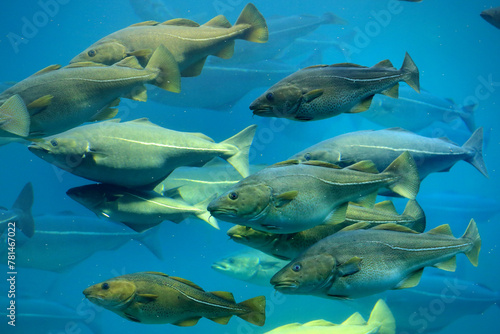 Cods (Gadus morhua) and saithes (Pollachius virens) fish in the Atlantic Sea Park in Alesund, Norway.