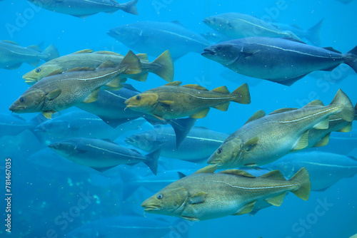 Cods (Gadus morhua) and saithes (Pollachius virens) fish in the Atlantic Sea Park in Alesund, Norway.
