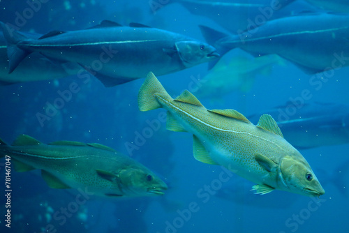 Cods (Gadus morhua) and saithes (Pollachius virens) fish in the Atlantic Sea Park in Alesund, Norway.