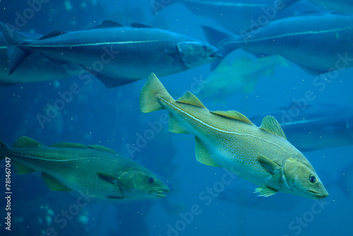 Obraz na płótnie Cods (Gadus morhua) and saithes (Pollachius virens) fish in the Atlantic Sea Park in Alesund, Norway. w salonie