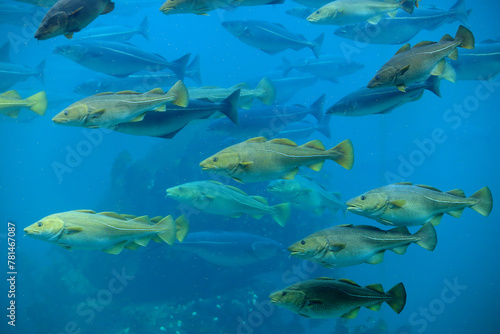 Cods (Gadus morhua) and saithes (Pollachius virens) fish in the Atlantic Sea Park in Alesund, Norway. © andrzej_67