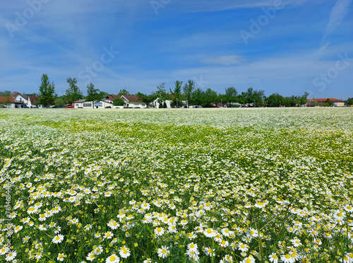 green white field with chamomile under blue sky near Virovitica town - Croatia