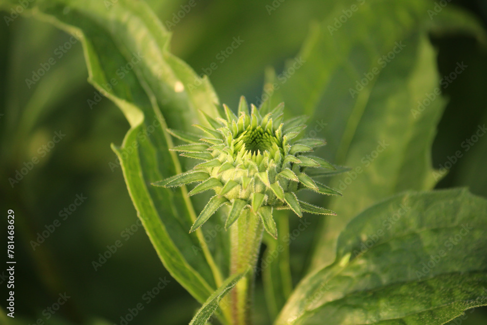 A close-up of a milk thistle plant A close-up of a milk thistle plant