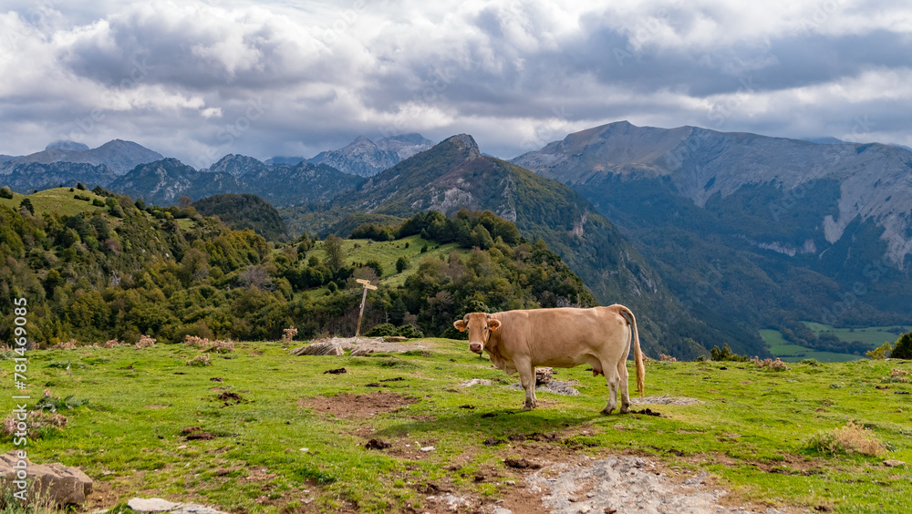 A cow grazing in Valle de Belagua, Navarra, Spain.