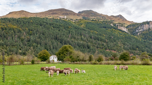 Belagua, Navarra, Spain - October 17, 2023: Cows grazing in a farm in Valle de Belagua (Valley of Belagua)