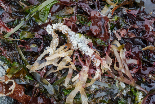 Tableau sur toile Unhatched, unviable or dead Pacific herring eggs remain stuck to seaweed on a rocky beach approximatley two weeks after spawning season