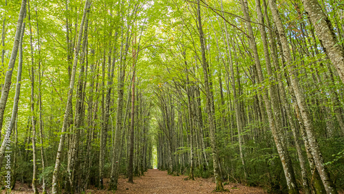 Quadro su tela Valle de Belagua, Navarra, Spain: Mata de Haya beech forest