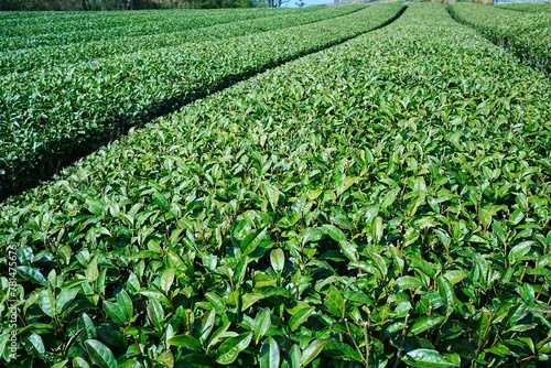 Green Tea leaf at Fields in Japan - 茶畑 茶葉 日本	 photo