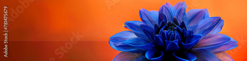 Vibrant Blue Dahlia Flower on Warm Orange Background