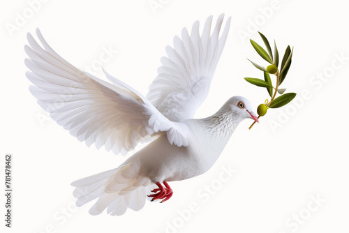 A white dove with an olive branch in its mouth. Noah's Ark concept.