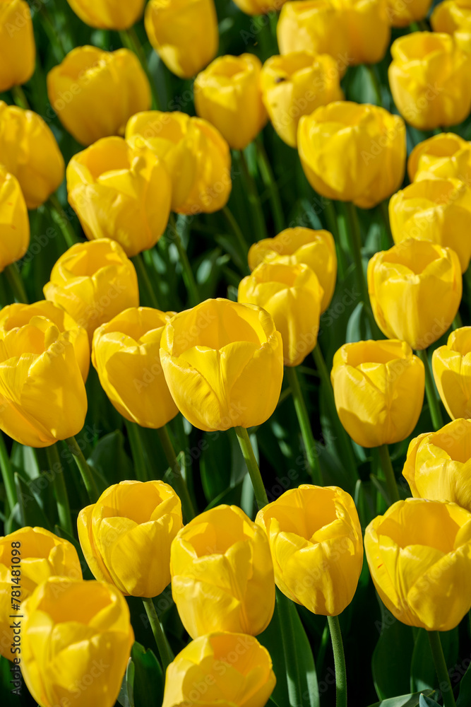 yellow tulip Novi Sun in the morning sun yellow tulip Novi Sun in the morning sun
