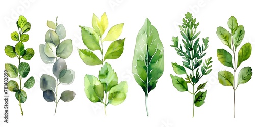 Watercolor Medicinal Herb Leaf Showcasing Healing Properties on White Background