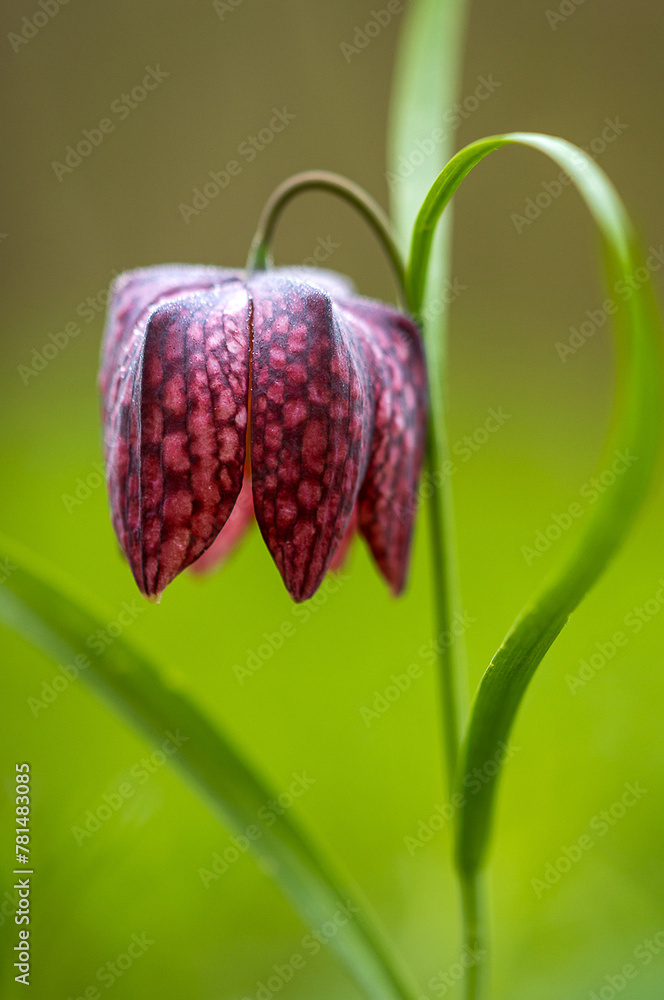 A close-up with a Fritillaria meleagris flower in the natural environment A close-up with a Fritillaria meleagris flower in the natural environment