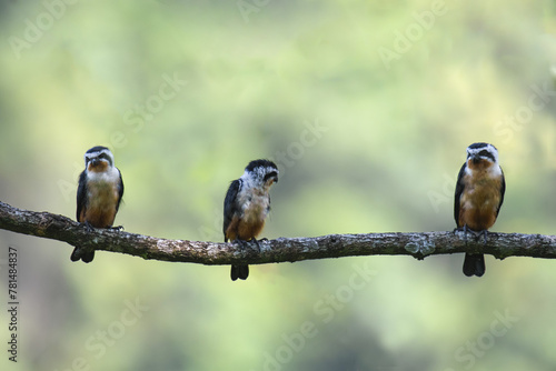 falconet photo