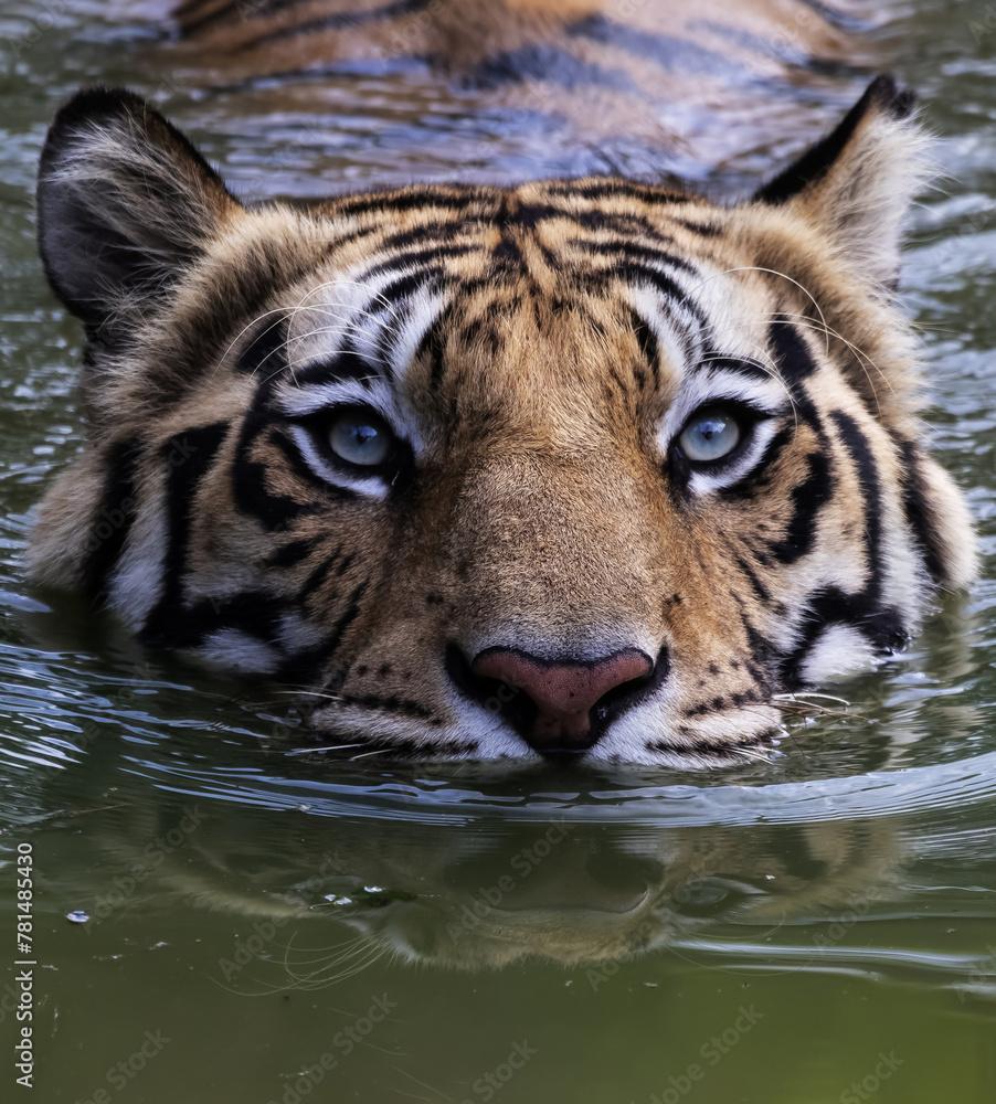 Fototapeta premium tiger in water