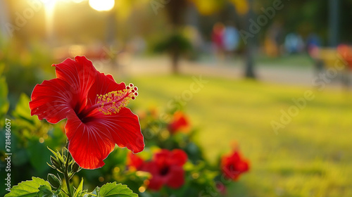 Zbliżenie na czerwony kwiat rośliny z gatunku hibiscus
