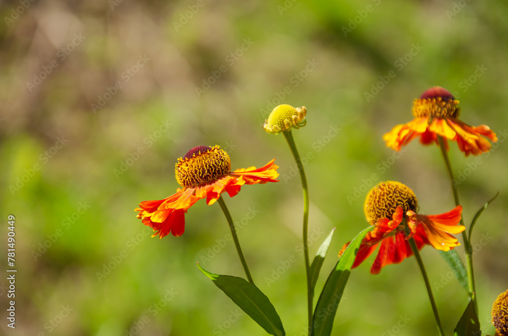 Bright Helenium flowers on a bright sunny day Bright Helenium flowers on a bright sunny day