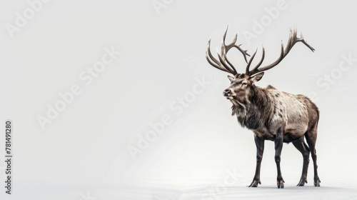 Ice Age Splendor Revealed. A majestic Megaloceros stands against a white gradient, its widespread antlers a testament to Ice Age grandeur. The solitary figure embodies strength and endurance.
