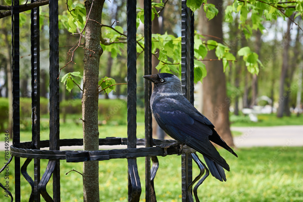 Naklejka premium Raven standing on green grass in city park
