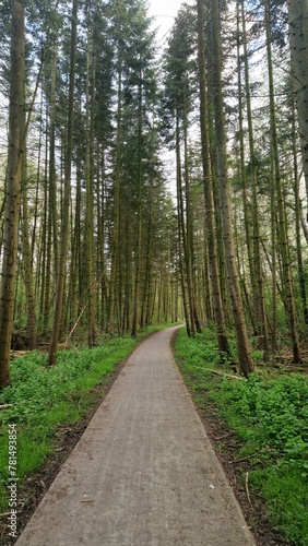 Concrete pathway winding through a lush green forest with tall, slender trees and a carpet of greenery on the forest floor, evoking a sense of tranquility and natural beauty.