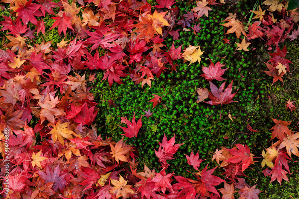 Red maple leaves on the fresh wet moss in Japan Red maple leaves on the fresh wet moss in Japan