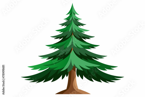 A Pine Tree on White Background.