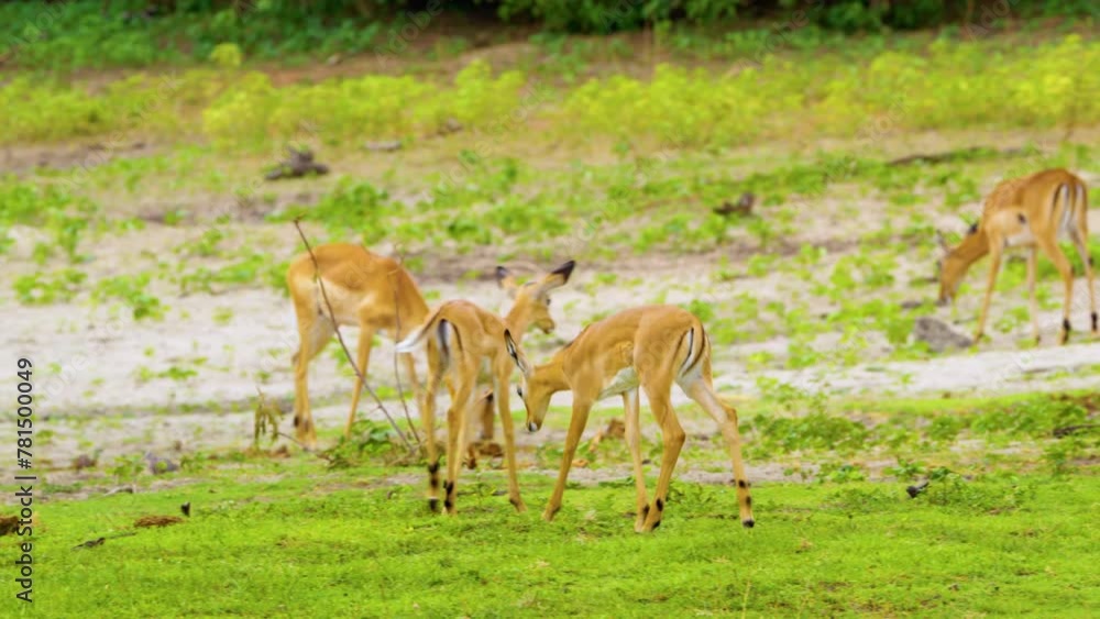 A group of young impala eating grass at Chobe National Park, Botswana, South Africa A group of young impala eating grass at Chobe National Park, Botswana, South Africa