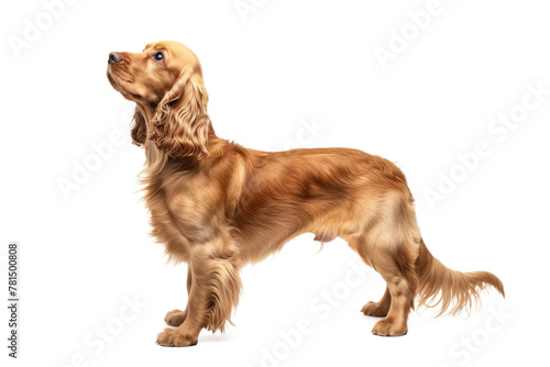 Cocker spaniel dog standing isolated on transparent background