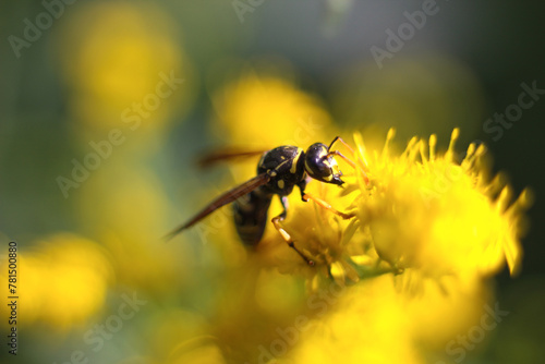 Wasp collecting pollen on yellow flower. Close-up, macro. Insect in wildlife. Soft, selective focus