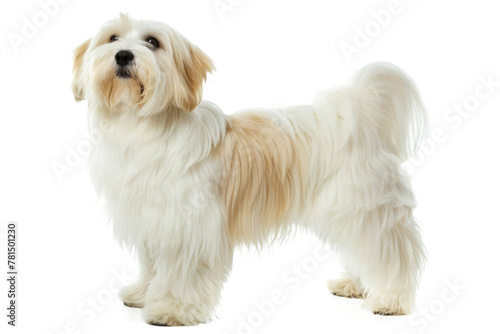 Coton de tulear dog standing isolated on transparent background photo