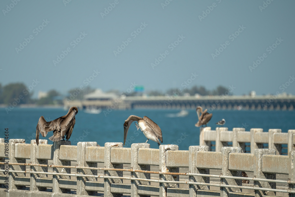 Wild pelican water bird perching on railing in front of Sunshine Skyway Bridge over Tampa Bay in Florida. Wildlife in Southern USA Wild pelican water bird perching on railing in front of Sunshine Skyway Bridge over Tampa Bay in Florida. Wildlife in Southern USA