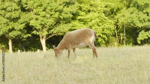 Sheep Grazing in Field With Trees in Background