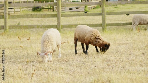 Grazing Sheep in a Pastoral Farmland Setting During Late Afternoon Hours