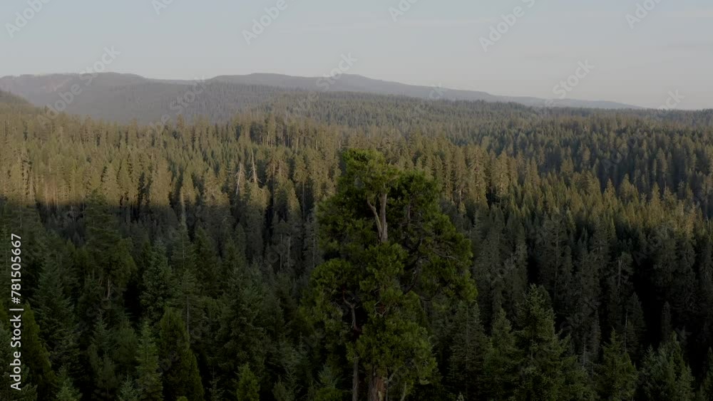 A forest with a large tree in the middle. The sky is clear and the sun is shining A forest with a large tree in the middle. The sky is clear and the sun is shining