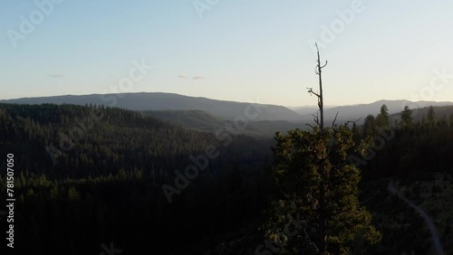 A tree stands alone in a forest with a clear blue sky in the background photo